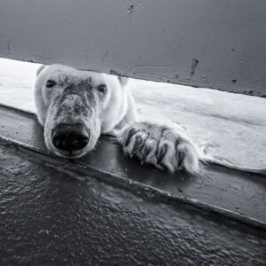 Andy Mann Polar Bear