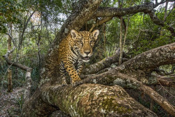 Jaguar in the Pantanal of Mato Grosso - Steve Winter