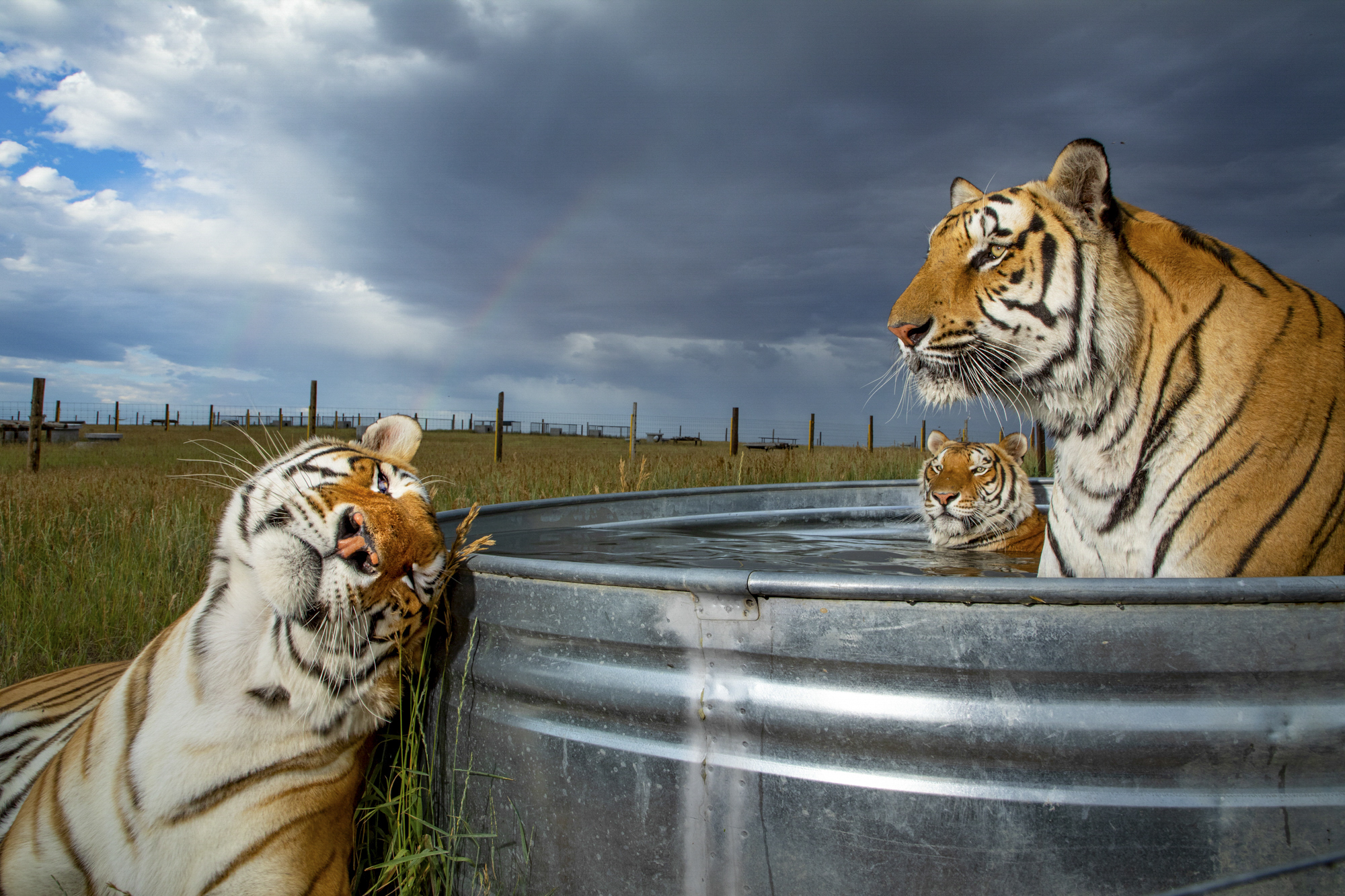 Steve Winter Tiger Captivity