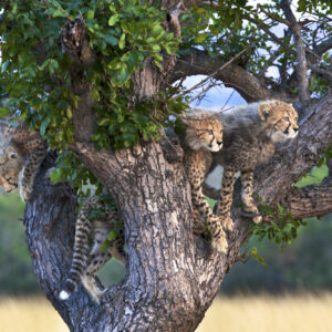 Cheetah cubs, Acinonyx jubatus, Phinda Game Reserve, South Africa - Steve Winter