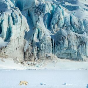 Steve Winter Svalbard Polar Bear
