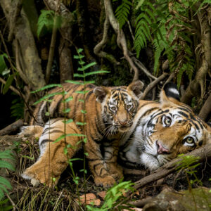 Steve Winter - Tigers in Bandavgarh National Park